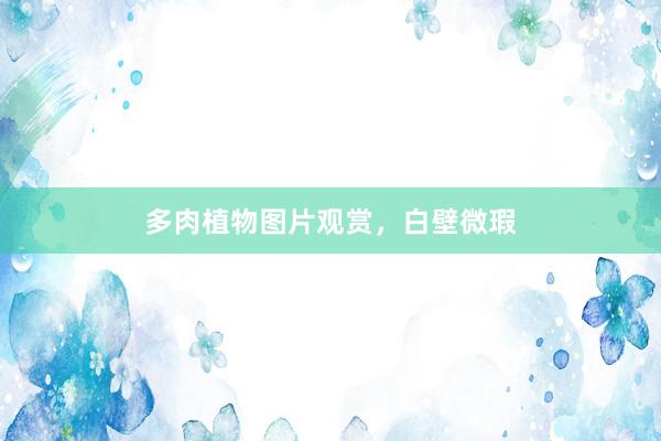 多肉植物图片观赏，白壁微瑕